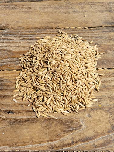 Feed Grade Oats Bulk 46 Pound Bag