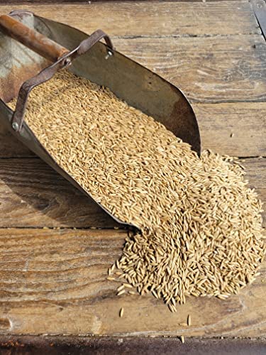 Feed Grade Oats Bulk 46 Pound Bag
