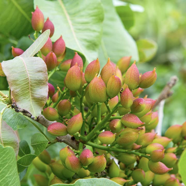 Organic Pistachio Halves California Grown Unsalted