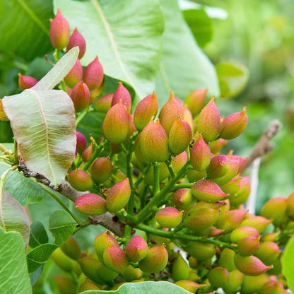 Organic Pistachio Halves California Grown Unsalted